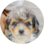 Mini Aussiedoodle Puppy For Sale - Simply Southern Pups